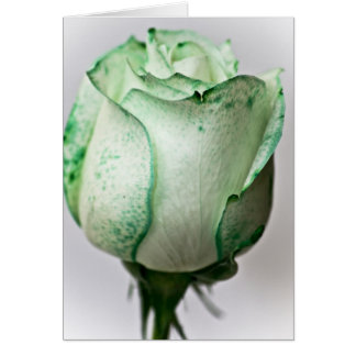 Cartão Um pouco de irlandês num Rosa