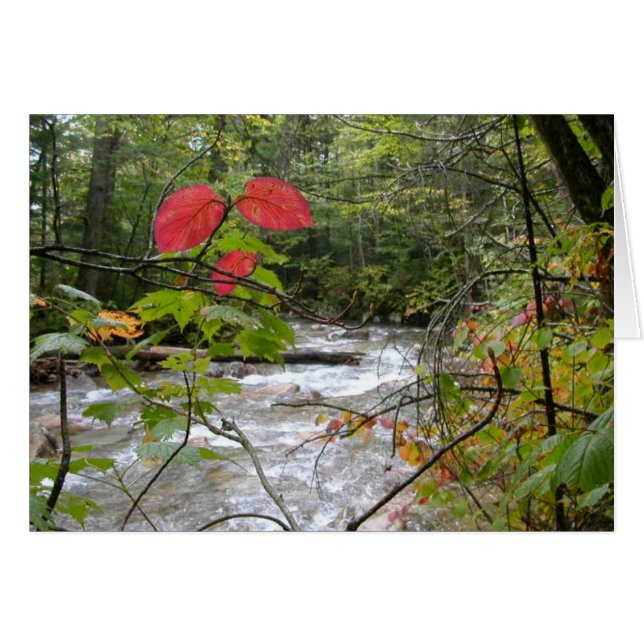 Cartão "Um respingo do vermelho " (Frente horizontal)