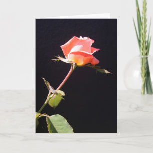 Cartão Um rosa de solteiro