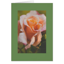 Um rosa debaixo da chuva