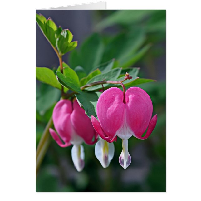 Cartão Um Verdadeiro Coração (Frente)