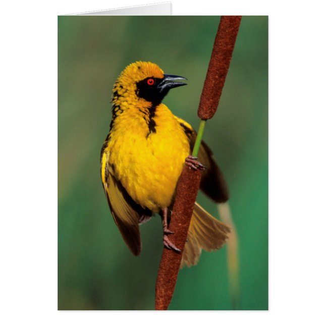 Cartão Um Village Weaver chamando enquanto pregava uma va (Frente)