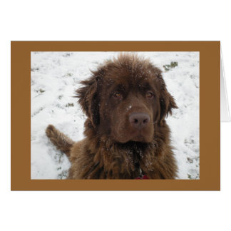 Cartão Um Winter Posey