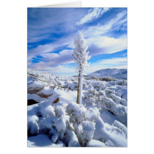 Cartão Um yucca coberto de neve