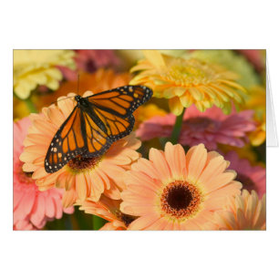 Cartão Uma Borboleta de Cloak de luto