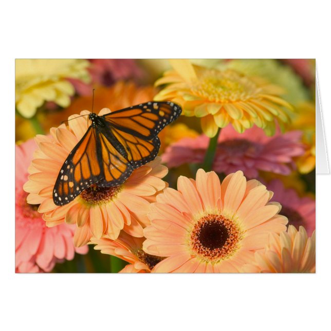 Cartão Uma Borboleta de Cloak de luto (Frente Horizontal)