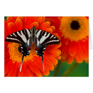 Cartão Uma Borboleta Rabo de Andorinha Zebra