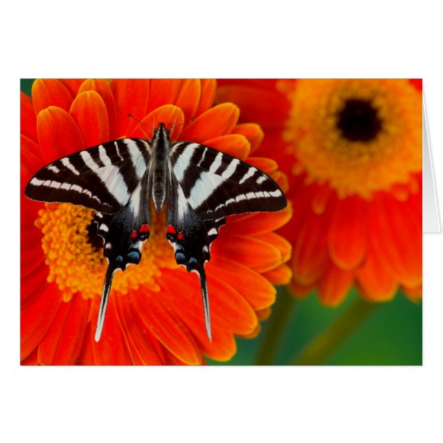 Cartão Uma Borboleta Rabo de Andorinha Zebra (Frente Horizontal)