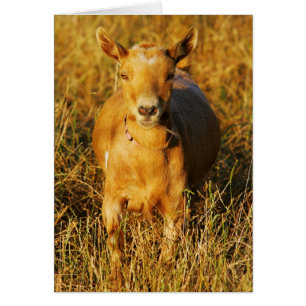 Cartão Uma cabra bonito