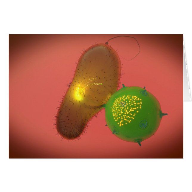 Cartão Uma Célula Assassina Natural Injeta Toxina (Frente Horizontal)