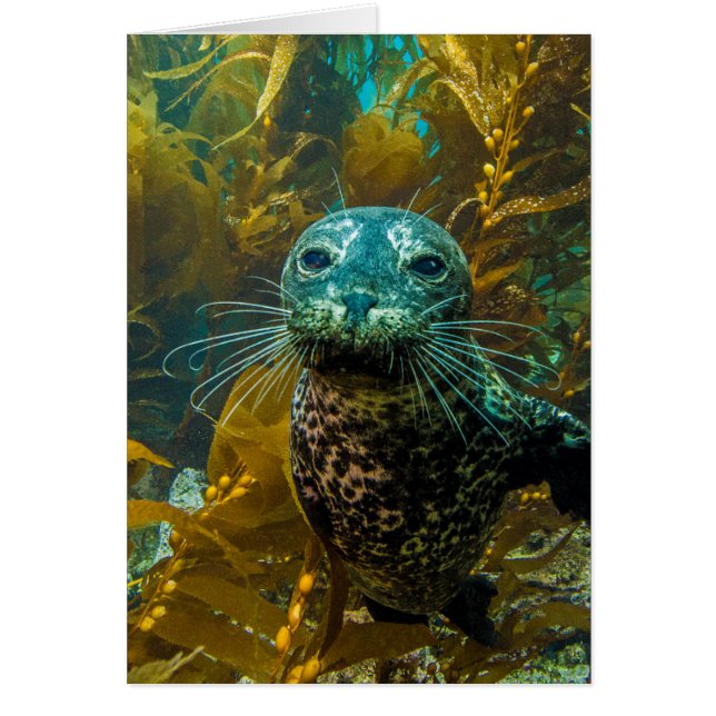 Cartão Uma Curiosa Floresta de Seal Kelp Do Porto | Papai (Frente)