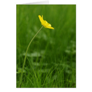 Cartão uma flor de solteiro