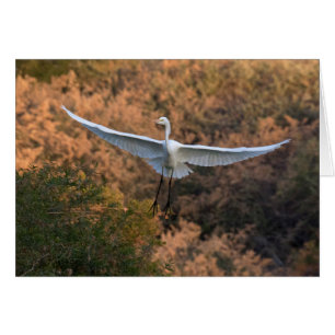 Cartão Uma mosca Egret