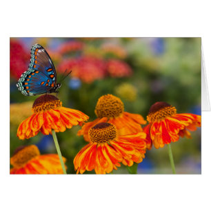 Cartão Uma Spicebush Swallowtail, Papilio troilus