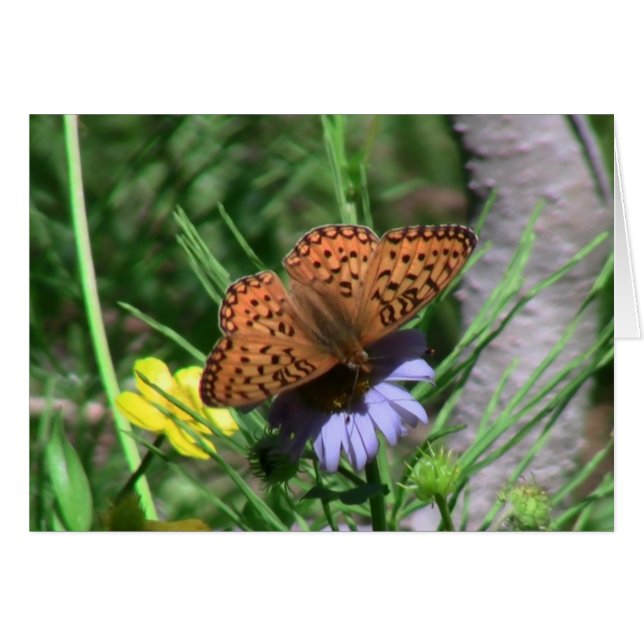 Cartão Umatilla Oregon Insetos / Aracnídeos Insetos Fauna (Frente Horizontal)