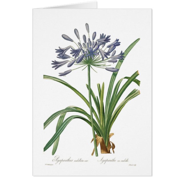 Cartão Umbellatus do Agapanthus (Frente)
