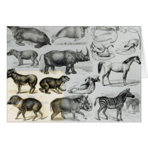 Cartão Ungulata ou animais Hoofed