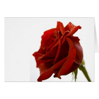 Cartão Única rosa vermelha com gotas de orvalho