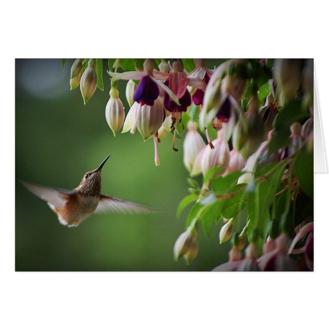 Cartão Unidade de Hummingbird e Fushia (Frente Horizontal)