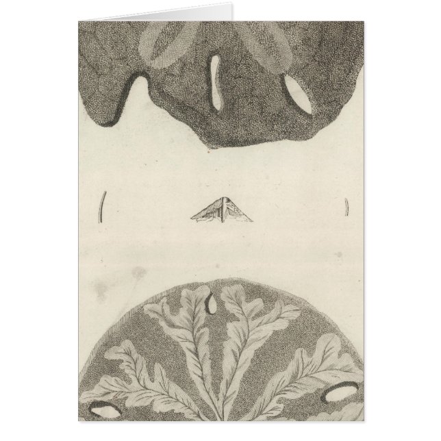 Cartão Urchins do Mar do excelente (Frente)