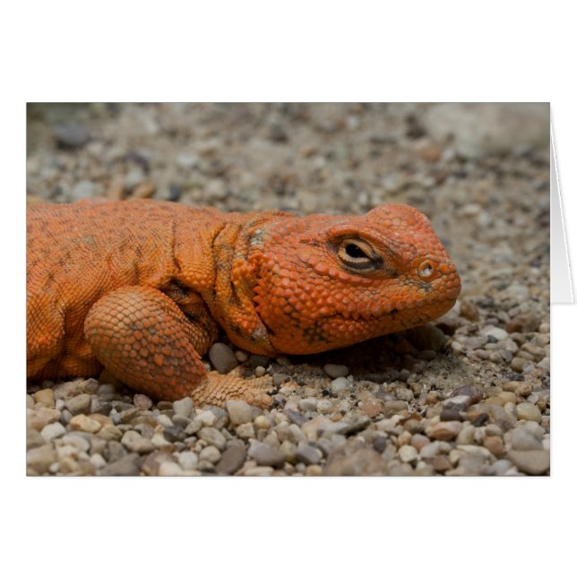 Cartão Uromastyx geyri (Frente Horizontal)
