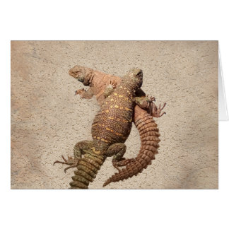 Cartão Uromastyxs - lagartos adoráveis