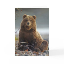 Urso de Brown do Alasca em Kenai NWR, Alaska