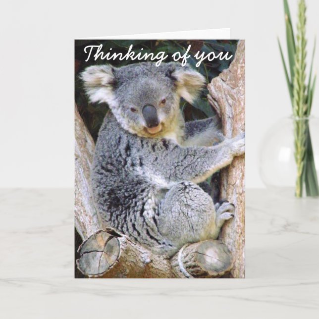 Cartão Urso de Koala Love_ (Frente)