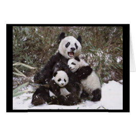 Cartão Urso de panda