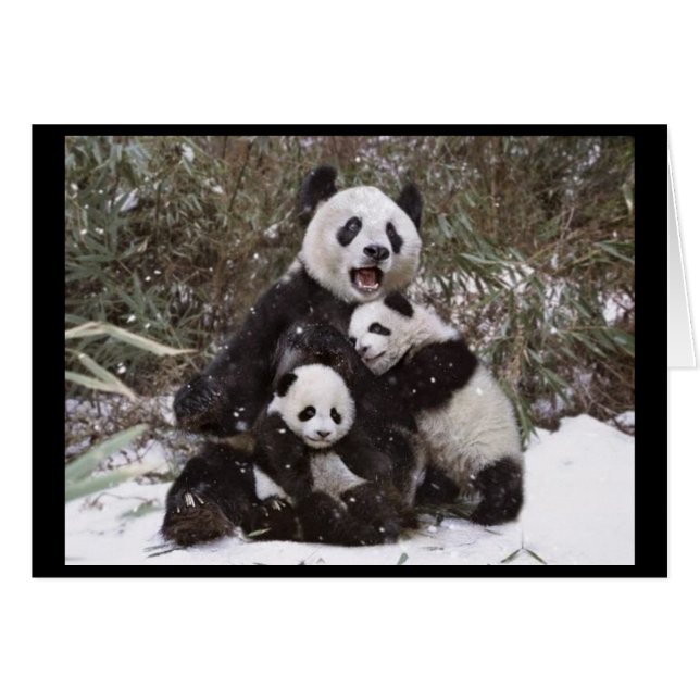 Cartão Urso de panda (Frente Horizontal)