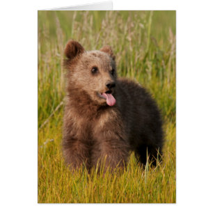 Cartão Urso engraçado do bebê das imagens de Getty