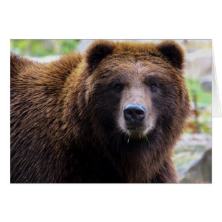 Cartão Urso Grizzly Brown