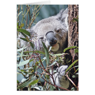 Cartão Urso Koala