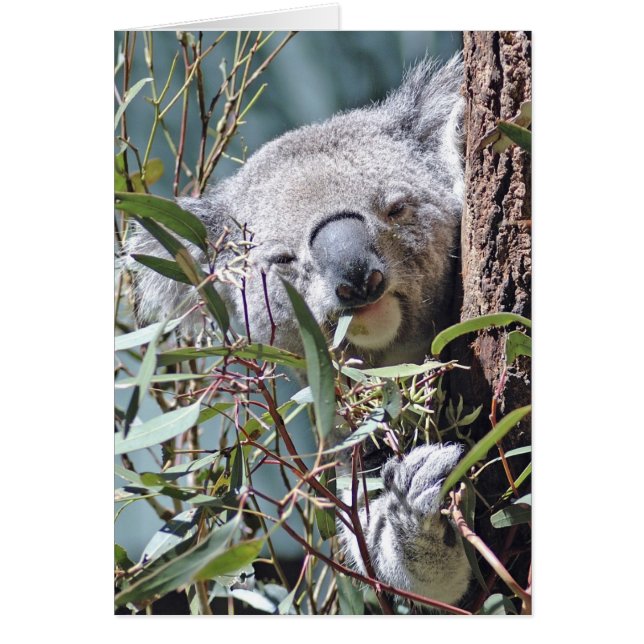 Cartão Urso Koala (Frente)