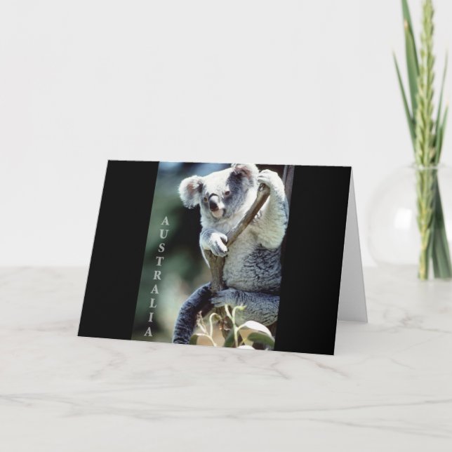 Cartão Urso Koala, Austrália (Frente)