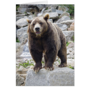 Cartão Urso Kodiak em pé sobre uma rocha
