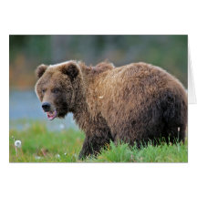 Urso Marrom do Alasca com boca aberta