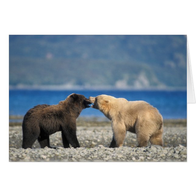 Cartão Urso-marrom, urso-pardo, brinca na praia. (Frente Horizontal)