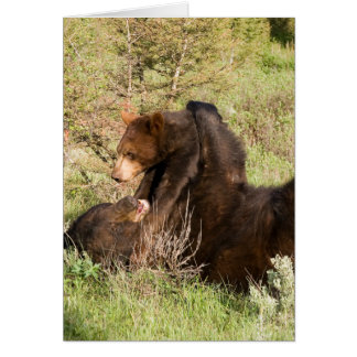 Cartão Urso Negro