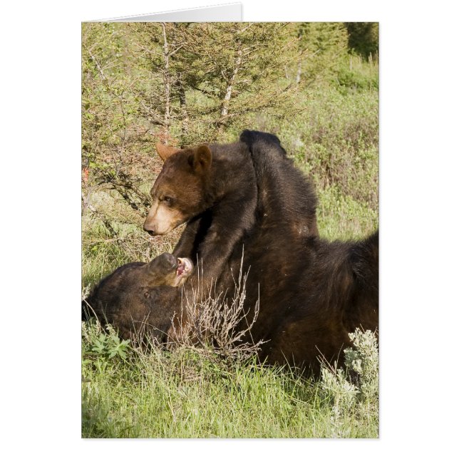 Cartão Urso Negro (Frente)