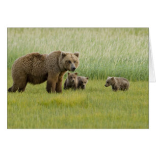 Cartão Urso Pardo do Alasca Fêmea e três Filhotes, Ursus