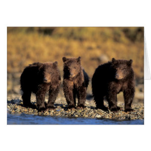Cartão Urso pardo, urso marrom, filhotes, Katmai National