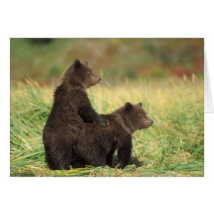 Cartão urso pardo, Ursus arctos, urso cinzento, Ursus 2