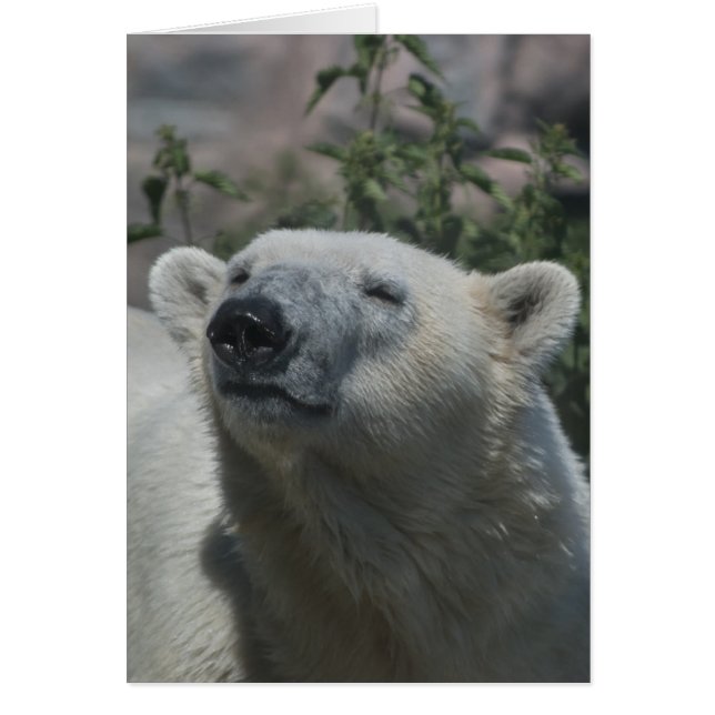 Cartão Urso Polar (Frente)