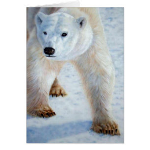 Cartão Urso Polar