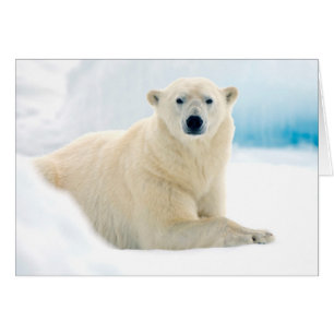 Cartão Urso polar adulto grande javali no gelo de verão