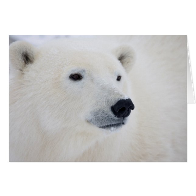 Cartão Urso Polar Churchill (Frente Horizontal)
