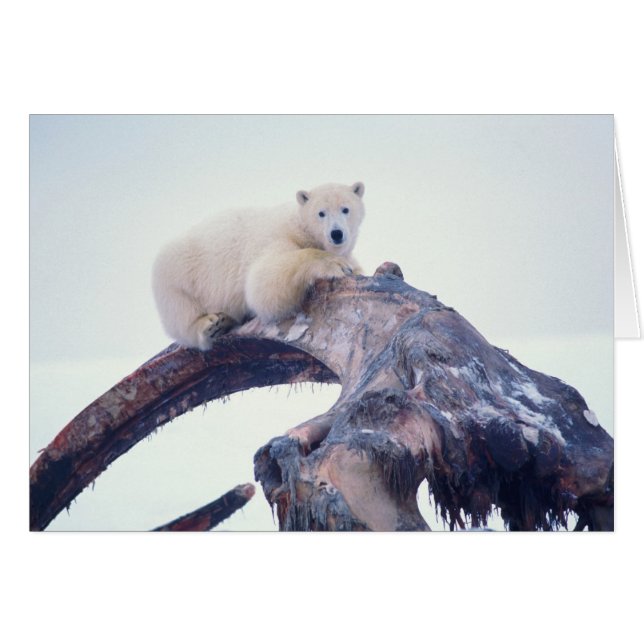 Cartão Urso polar em cima de uma mandíbula de baleia bowh (Frente Horizontal)
