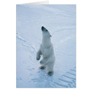 Cartão Urso polar ereto