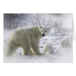 Cartão Urso polar-mãe com filhotes jovens